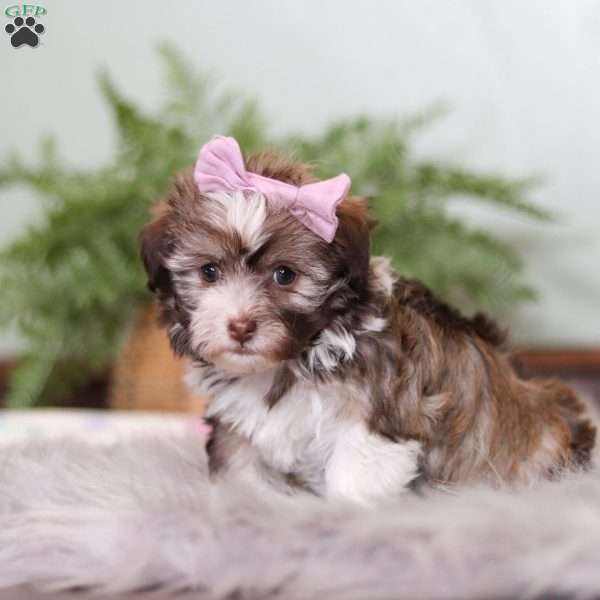 Dolly, Havanese Puppy
